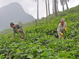Người dân thị trấn Tam Đảo cắt ngọn su su bán cho khách du lịch.