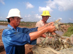 Nhiều dịch bệnh trên tôm do thiếu quản lý giống