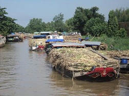 Mía bị ùn ứ tại cầu cảng nhà máy niên vụ 2012-2013 do nhà máy chạy cầm chừng