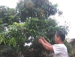 Ông Nguyễn Trí Cung phập phồng lo bên vườn nhãn hứa hẹn sai quả. 