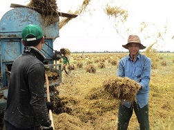 Thu mua tạm trữ lúa gạo: Chưa đủ lực kích!
