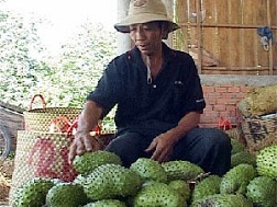 Giá mãng cầu xiêm tăng lên mức cao kỷ lục