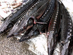 Phát hiện tồn dư kháng sinh, chất cấm trên thủy sản bán ở Hà Nội