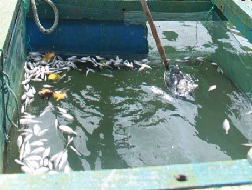 Thủy sản nuôi chết trắng do dầu loang
