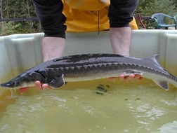 Đại diện của Metro đã khẳng định cá tầm bán trong hệ thống Metro đều có chứng từ nhập của các đơn vị trong nước