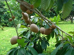 Trồng hồng xiêm lãi trên 300 triệu đồng mỗi hécta