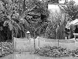 Nuôi ếch ở Cần Thơ