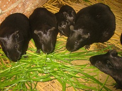 Điêu đứng vì nuôi chồn nhung đen