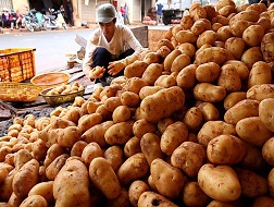 Khoai tây Trung Quốc vẫn đổ về Đà Lạt