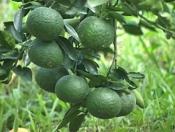 Giá cam sành Sài Gòn cuối vụ tăng mạnh tới 30%