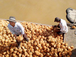 Thiếu dừa nguyên liệu, giá lại giảm
