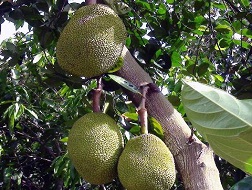 Hết thời mít Thái siêu sớm