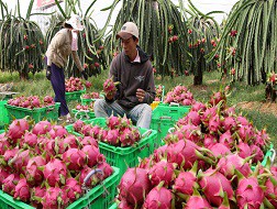 Đi tìm "siêu trái cây" Việt Nam để làm giàu