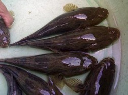 Cá bống tượng, cá chình rớt giá, nông dân lao đao