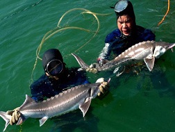 Mỗi ngày hiện có khoảng 20-30 tấn cá tầm &ldquo;vượt biên&rdquo; từ Trung Quốc qua Việt Nam khiến người nuôi cá tầm trong nước gặp khó.