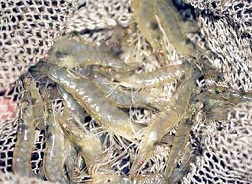 Tôm thẻ chân trắng lên ngôi