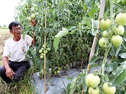 Cà chua Nato đã đến thời kỳ thu hoạch nhưng không ai mua.