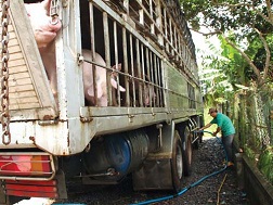 Trong một tuần gần đây, giá heo hơi tăng 500 – 1.000 đồng/kg, do Trung Quốc nhập tiểu ngạch trở lại sau gần hai năm gián đoạn.