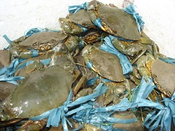 Giá cua biển thương phẩm giảm mạnh