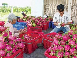 Chợ Việt Nam không có thanh long Trung Quốc