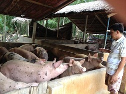 Giá heo ở Nam Bộ đang tăng lên