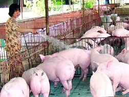 Thương lái Trung Quốc mua gom lợn nhiều mỡ bất thường