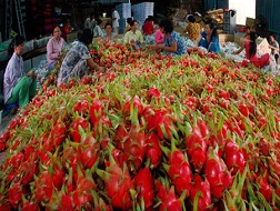 Thanh long Việt Nam là mặt hàng được thị trường Mỹ ưa chuộng.