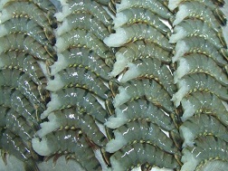 Giá tôm thế giới đang tăng nhanh
