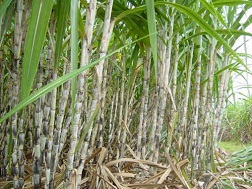 Người sản xuất mía đạt lợi nhuận khoảng 30%