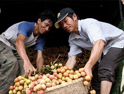 Thu hoạch vải thiều ở Thanh Hà, Hải Dương 