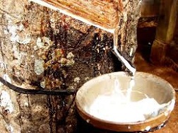 Trung Quốc tăng thuế chống bán phá giá với cao su từ Nhật