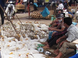 Lạng Sơn: Vịt không rõ nguồn gốc ngang nhiên bày bán