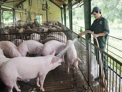 Một trại nuôi heo cung cấp giống, thịt chất lượng cao tại huyện Củ Chi.