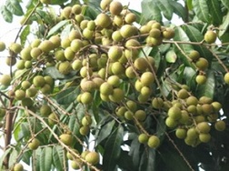 Nhãn Hưng Yên sắp thu hoạch chìm trong ngập úng