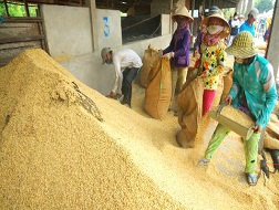 Cách đây hơn 1 tháng, giá mua lúa gạo xuống thấp, có gói hỗ trợ, giá được giữ ổn định.