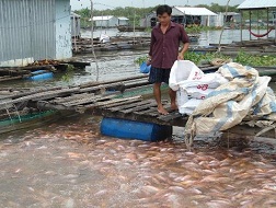 Cá điêu hồng hồi sinh
