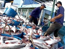 Giảm lượng xuất khẩu cá tra để tránh nguy cơ bị lỗ