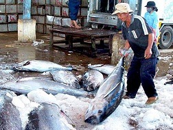 Xuất khẩu cá ngừ sang Bồ Đào Nha tăng trưởng siêu ấn tượng
