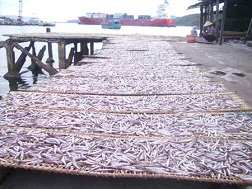Quy Nhơn: Ngư dân trúng đậm cá cơm than