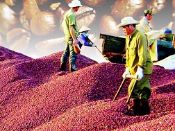 Cà phê Việt: Doanh nghiệp nội ngậm đắng