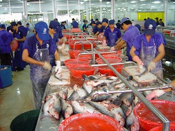 Làm gì để giải cứu cá tra?