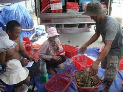 Nhiều rủi ro, nông dân bỏ nuôi tôm hùm?
