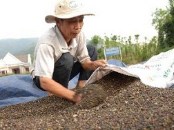Doanh nghiệp hồ tiêu cần thận trọng trong ký kết xuất khẩu
