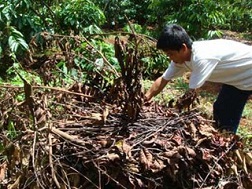 Cà phê, ca cao chết vì phân bón giả