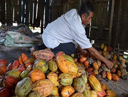 Hàng loạt vườn cacao tại Bến Tre bị đốn bỏ nên nhiều điểm mua cacao bị thiếu hụt nguồn hàng. 