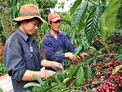 Xuất khẩu cà phê, hạt điều được gia hạn nợ