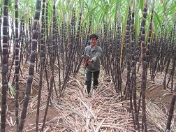 Trồng mía tím lãi trên trăm triệu một vụ