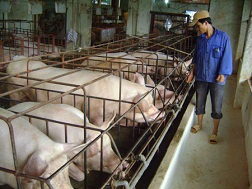 Anh Đinh Tiến Văn phải giảm đàn vì chăn nuôi thua lỗ do giá cám tăng cao, đầu ra bế tắc.