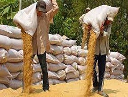Vay mua tạm trữ thóc gạo: Lãi suất hỗ trợ không quá 10%/năm