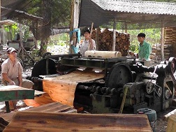 Các cơ sở thi nhau mọc ra khiến hoạt động sản xuất gỗ bóc gặp khó